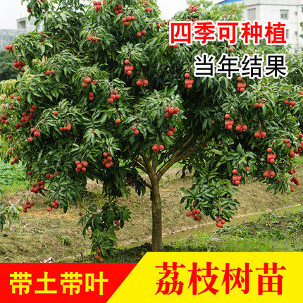 广西嫁接荔枝树苗妃子笑无核当年结果桂味糯米糍鸡嘴荔庭院地栽