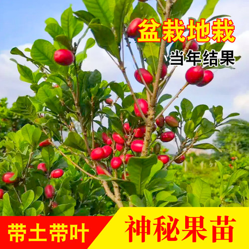 广西神秘果 化酸为甜 变味果 当年结果 庭院盆栽 带土带叶