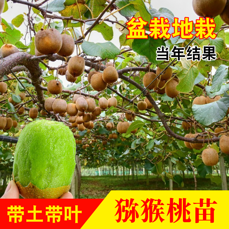 猕猴桃南北方种植嫁接苗