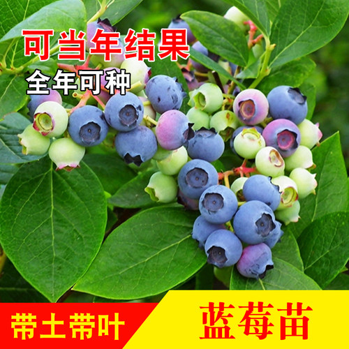 蓝莓苗南方北方种植蓝莓果树苗盆栽地栽特大号f6带土带叶带花带果