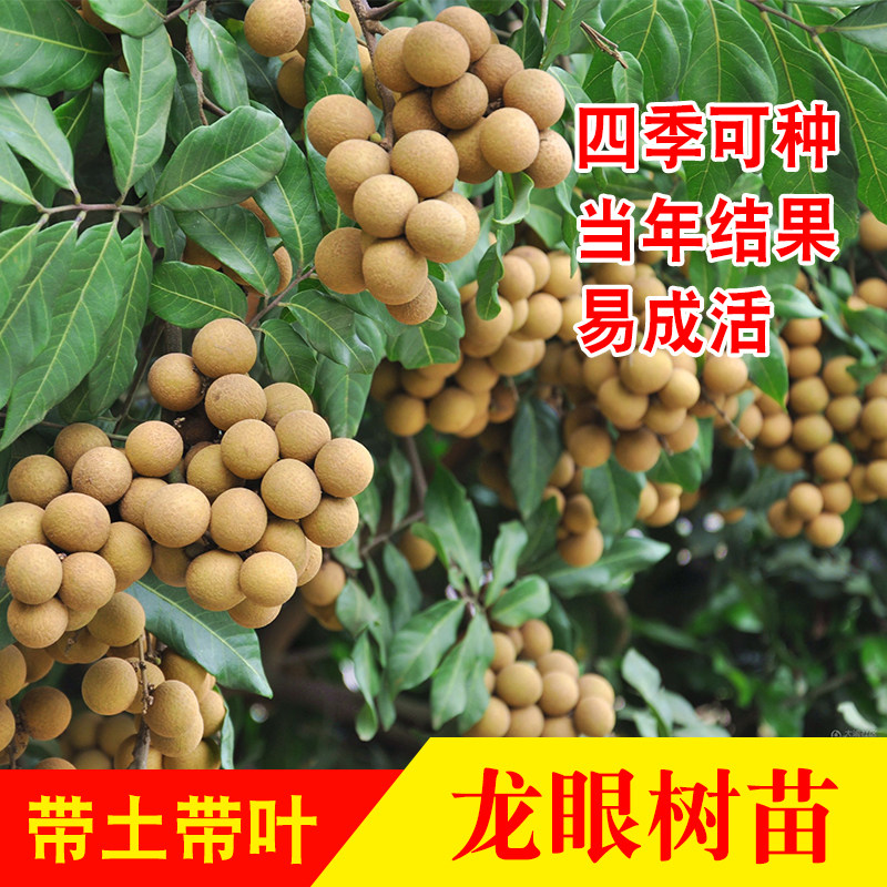 广西嫁接龙眼树苗石硖储良当年结果桂圆四季龙眼庭院盆栽带土带叶