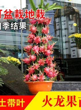 新品种四季黄色白心白肉燕窝红心火龙果苗果树嫁接苗盆栽当年结果