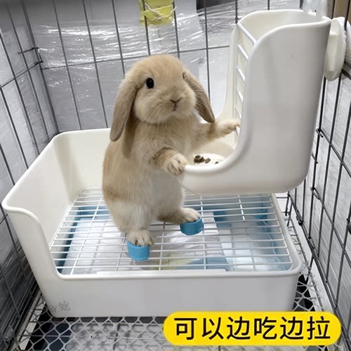 兔子定点上厕所训练神器宠