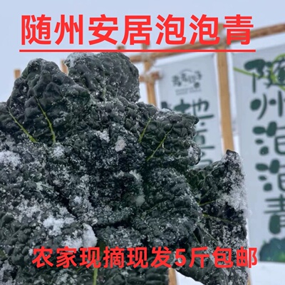 湖北随州特产安居沙湾泡泡青霜打矮杆泡泡青菜农家蔬菜现摘现发
