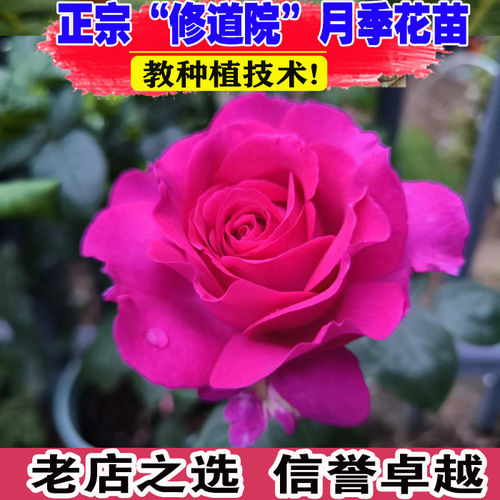 帕尔马修道院月季花大苗盆栽新品特大花浓香四季阳台庭院花卉植物