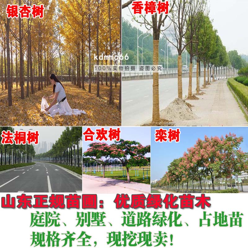 园林绿化植物苗木庭院香樟树苗银杏树合欢树紫竹子苗冬青红叶石楠