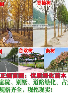 园林绿化植物苗木庭院香樟树苗银杏树合欢树紫竹子苗冬青红叶石楠