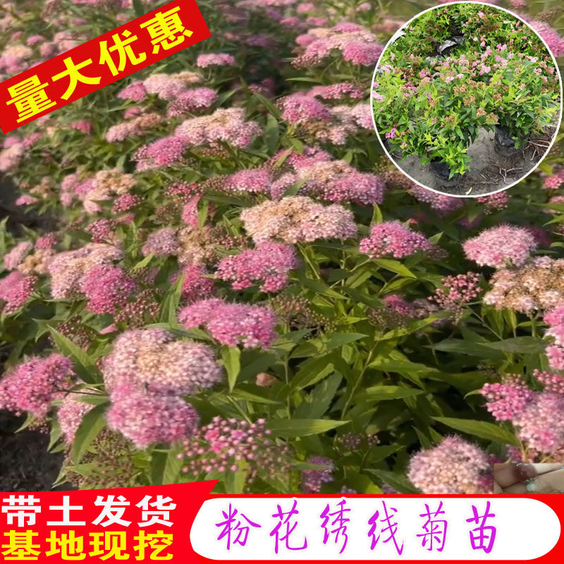 粉花绣线菊苗庭院多年生耐热耐寒观叶开花花镜植物金山绣线菊花苗图片