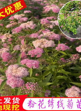 粉花绣线菊苗庭院多年生耐热耐寒观叶开花花镜植物金山绣线菊花苗