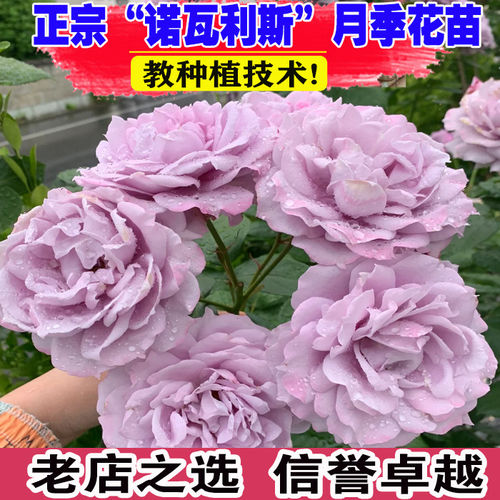 诺瓦利斯月季花大苗盆栽蓝紫色系阳台庭院大花浓香复花性好多季开