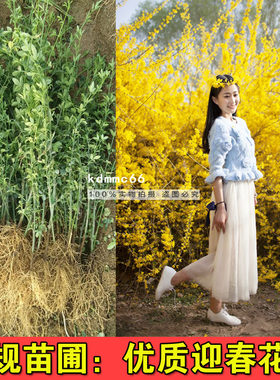 绿化苗迎春花苗垂吊攀援花卉爬藤