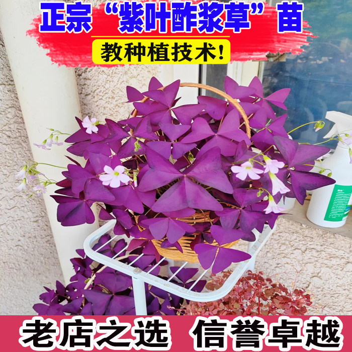 紫叶酢浆草盆栽幸运草多年生花卉绿植物四季常青三叶草四叶草盆栽