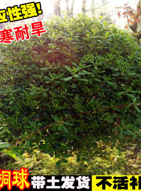 海桐球树苗庭院行道四季常青植物