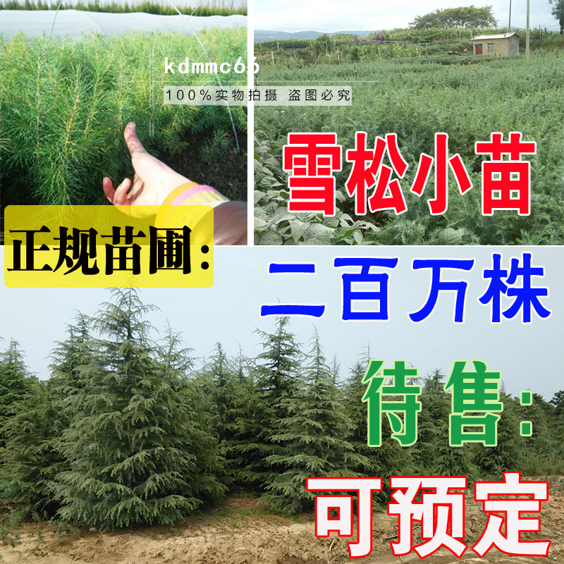 雪松树苗雪松小苗宝塔松四季常青圣诞树庭院绿化苗南方北方种植