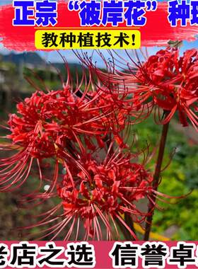彼岸花种球盆栽曼珠沙华大种球根多年生石蒜多季开花卉室内外好养