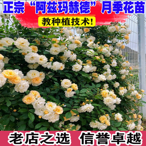 阿兹玛赫德藤本月季花大苗盆栽阳台庭院攀援花卉黄白色爬藤蔷薇花