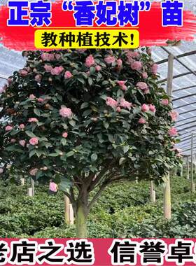 高杆香妃大型茶花五色赤丹红赤丹耐热耐寒四季常青庭院别墅盆栽
