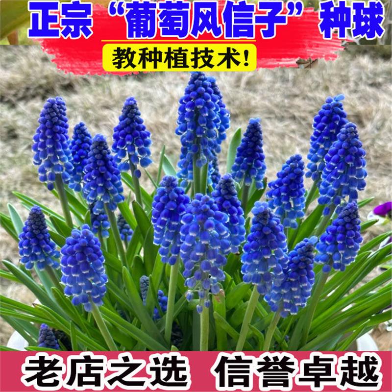 10颗进口葡萄风信子种球土养水培盆栽四季阳台花卉百合种子多年生图片
