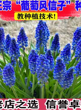 10颗进口葡萄风信子种球土养水培盆栽四季阳台花卉百合种子多年生