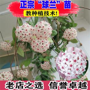 球兰带花大苗羊脂玉球兰花盆栽贝拉卷心叶攀援爬藤植物多季开花卉