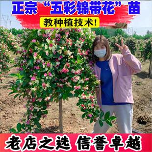 五彩锦带花树苗盆栽锦带小苗庭院大型耐寒风景树高杆五彩锦带树苗