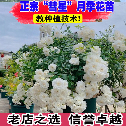 彗星月季花多头勤花盆栽耐热白色玫瑰阳台露台花卉绿植物耐晒
