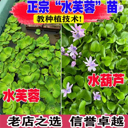 鱼缸水葫芦水草浮萍水芙蓉浮水植物水培凤眼莲鱼池龟缸净化水质