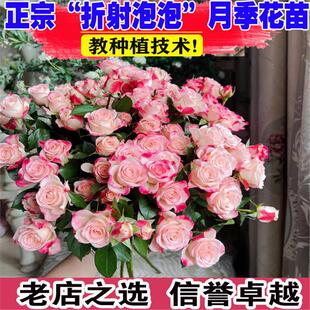折射泡泡玫瑰花苗月季盆栽多季开花丰花条纹钻石玫瑰月季耐寒花卉