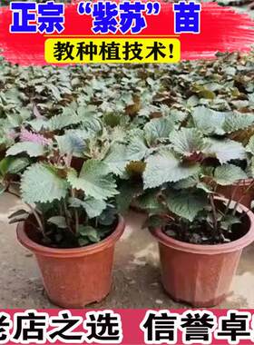 紫苏苗盆栽可食用厨房香草香料植物新鲜紫苏叶即食用盆栽罗勒绿植