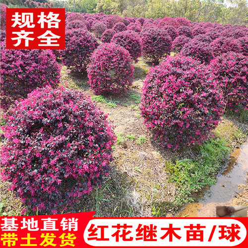 红花继木树苗绿化园林工程苗