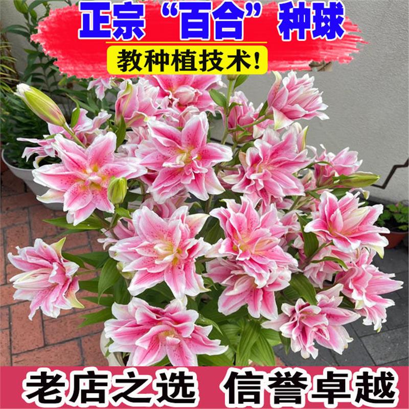 香水百合花种球盆栽多年生球根植物庭院阳台可地栽易养活耐寒花卉图片