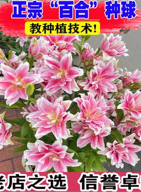 香水百合花种球盆栽多年生球根植物庭院阳台可地栽易养活耐寒花卉