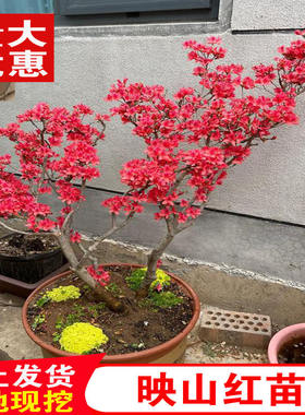 双季映山红树苗当年开花毛杜鹃花苗南方北方种植耐寒盆栽地栽花卉