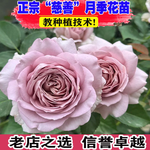新品慈善月季扦插清灰紫色中小灌木切花抗病阳台庭院盆栽多季开花