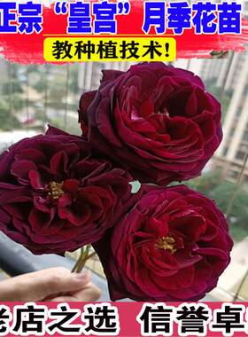 日本品种月季苗大花浓香皇宫紫黑的包子玫瑰花苗四季开水果香味