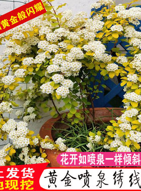 黄金喷泉绣线菊盆栽花卉南北方种