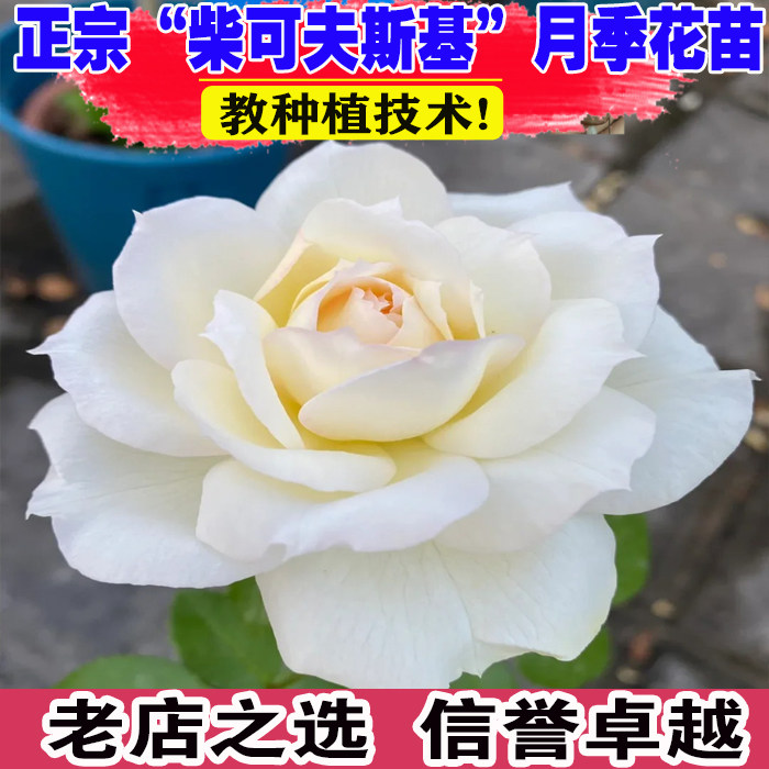 柴可夫斯基爬藤月季母本大苗庭院多季蔷薇花苗藤本大花玫瑰花地栽