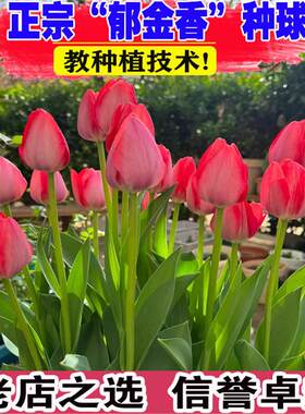 10颗郁金香种球自然球花卉秋冬春耐寒盆栽地栽四季土水培种子