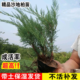 沙地柏小苗 砂地柏苗 新疆圆柏树苗绿化苗木北方耐寒植物匍匐灌木