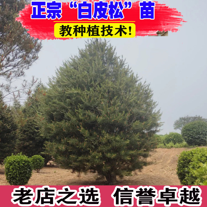 白皮松树苗绿化大树四季常青庭院风景行道造型树白皮松小苗盆景树图片