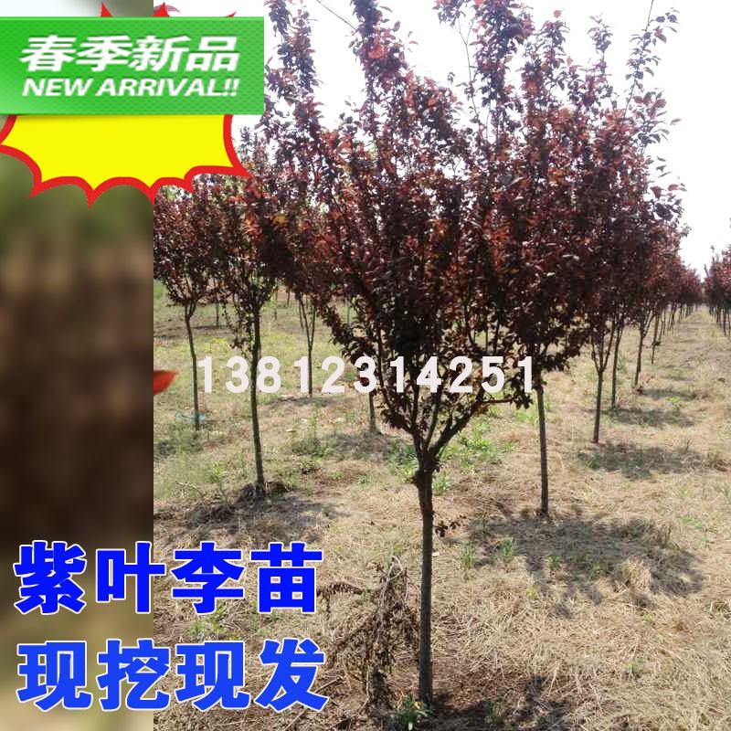 紫叶李红叶李树苗绿化苗木红叶李紫叶李小苗工程庭院别墅彩叶包邮
