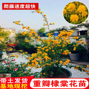 重瓣棣棠花苗盆栽庭院室外爬藤植物耐寒耐热藤蔓攀援花卉四季开花