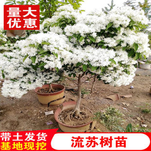 流苏树苗四月雪盆栽嫁接桂花树庭院浓香型梦幻流苏花油根子风景树