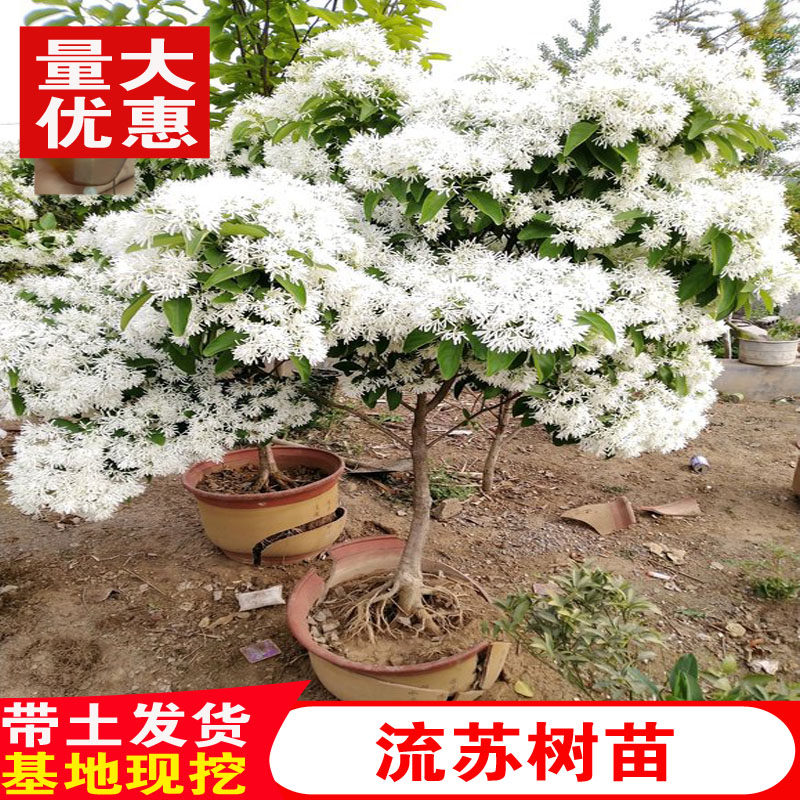 流苏树苗四月雪盆栽油根子风景树