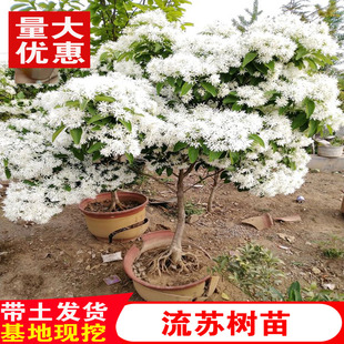 流苏树苗四月雪盆栽嫁接桂花树庭院浓香型梦幻流苏花油根子风景树