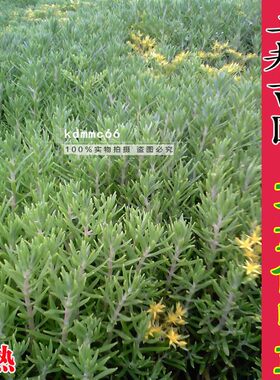 正宗佛甲草垂盆草苗花园阳台绿化盆栽多肉植物易活药材黄金佛甲