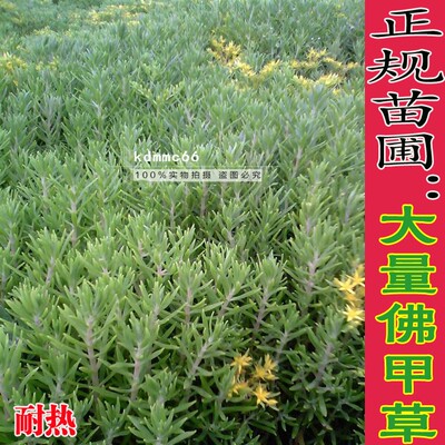 正宗佛甲草垂盆草苗花园阳台绿化盆栽多肉植物易活药材黄金佛甲