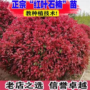 红叶石楠树苗火焰红石楠球庭院盆栽地栽绿篱笆苗绿化苗木四季常青