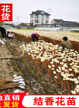 结香花苗浓香型花卉庭院别墅植物