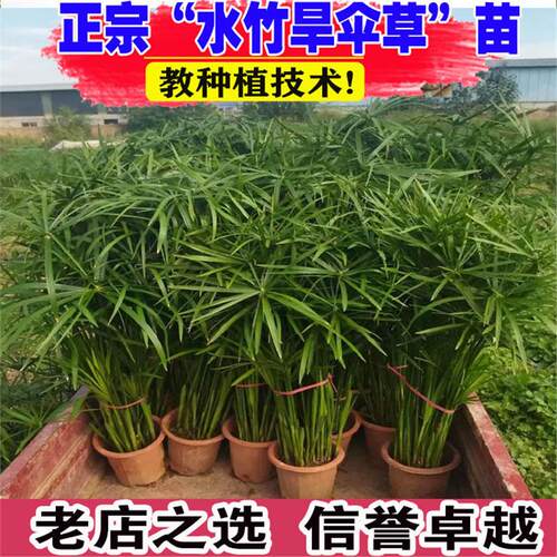 水培植物水竹风车草旱伞草鱼池塘造景净化水质小盆栽鱼缸龟缸绿植